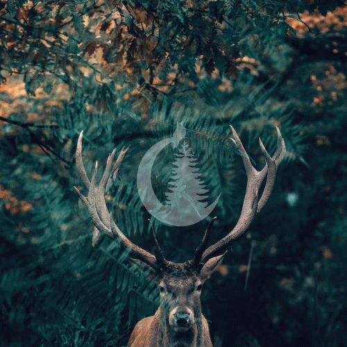 Crown Of Asteria : Fern Flower